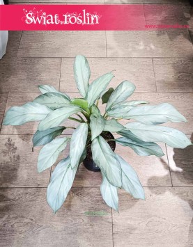Aglonema Aqua Green do kupienia z dostawą ze sklepu internetowego online, Aglaonema Aqua Green