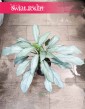 Aglonema Aqua Green do kupienia z dostawą ze sklepu internetowego online, Aglaonema Aqua Green