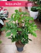 Duży Filodendron Pedatum na paliku, Philodendron Pedatum, Wielki Filodendron Postrzępiony na paliku, sklep z roślinami online