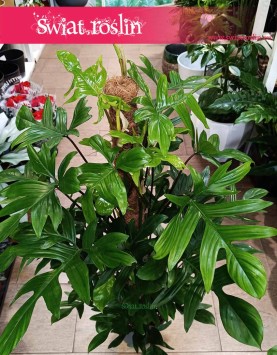 Duży Philodendron Pedatum do kupienia online w sklepie, Wielki Filodendron Pedatum