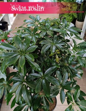Schefflera Arboricola Compacta Drzewko najlepsza roślina do biura i firmy, Szeflera Compacta w formie drzewka