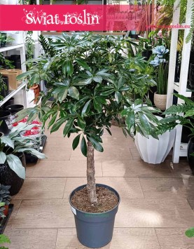 Schefflera Arboricola Compacta Drzewko, Szeflera Compacta w formie drzewka idealna do firmy biura lub sypialni