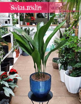 Duża Aspidistra Wyniosła, Wielka Aspidistra Elatior, Duża Żelazna Roślina