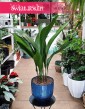 Duża Aspidistra Wyniosła, Wielka Aspidistra Elatior, Duża Żelazna Roślina