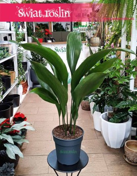 Duża Aspidistra Elatior, Wielka Aspidistra Wyniosła idealna do biura do firmy do kawiarni do restauracji