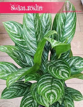 Duża Aglaonema Stripes, Wielka aglonema sklep, sklep z roślinami online