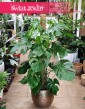 Monstera na paliku, Monstera Deliciosa na paliku, Filodendron dziurawy na paliku, Monstera dziurawa na paliku