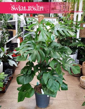 Duża Monstera Deliciosa na paliku, duża Monstera na paliku wysyłka roślin sklep internetowy Kraków