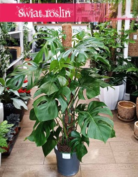 Duża Monstera Deliciosa na paliku, duża Monstera na paliku sklep internetowy online