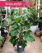 Duża Monstera Deliciosa na paliku, duża Monstera na paliku sklep internetowy online