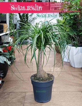 Nolina Wygięta, Beaucarnea Recurvata, roślina Stopa słonia w najlepszej cenie do kupienia