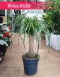 Duża Nolina, Beaucarnea Recurvata, Wielka Nolina wygięta, Stopa słonia, duże rośliny doniczkowe, rośliny egzotyczne,
