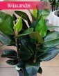 Duży Fikus sprężysty Robusta, Duży Figowiec sprężysty Robusta, Wielki Ficus elastica Robusta, internetowy sklep z roślinami