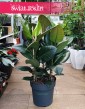 Duży Fikus sprężysty Robusta Kraków, Duży Figowiec sprężysty Robusta sklep w Krakowie, Wielki Ficus elastica Robusta
