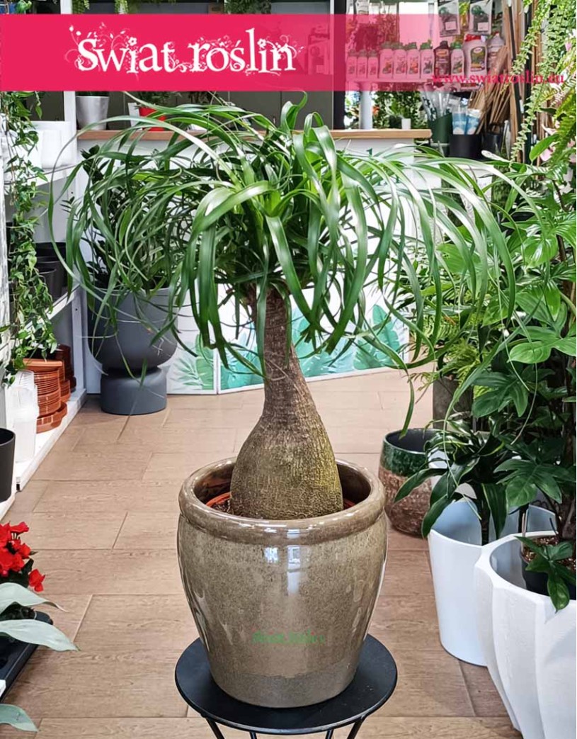 Nolina Wygięta, Beaucarnea Recurvata