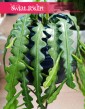 Epifyllum Anguliger wysyła ze  sklepu interentowego online, Kaktus Tropikalny, Epiphyllum Anguliger