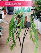 Epifyllum Anguliger, Kaktus Tropikalny, Epiphyllum Anguliger, Kaktus ość ryby