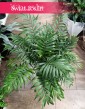 Wielka Chamaedorea Elegans, Gęsta Chamedora Wytworna, Duża Palma Koralowa sklep wysyłka
