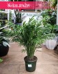 Wielka Chamaedorea Elegans sklep online, Gęsta Chamedora Wytworna, Duża Palma Koralowa