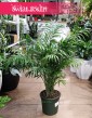 Wielka Chamaedorea Elegans, Gęsta Chamedora Wytworna sklep Kraków, Duża Palma Koralowa