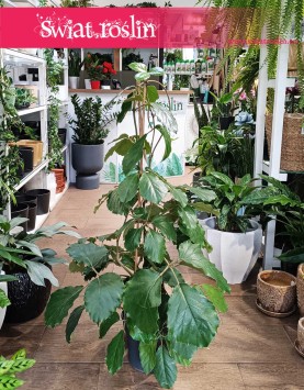 Tetrastigma Voinierianum kup online lub stacjonarnie w Krakowie, Winorośl Kasztanowa, Winorośl Kasztanowata