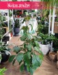 Tetrastigma Voinierianum kup online lub stacjonarnie w Krakowie, Winorośl Kasztanowa, Winorośl Kasztanowata