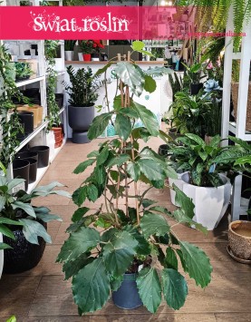 Tetrastigma Voinierianum najlepsza jakość najlepsza cena z dostawą, Winorośl Kasztanowa, Winorośl Kasztanowata