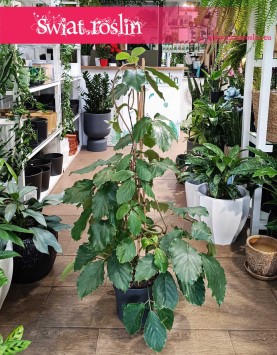Tetrastigma Voinierianum roślina dla vipów z dostawą online, Winorośl Kasztanowa, Winorośl Kasztanowata
