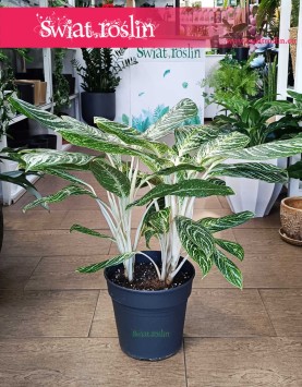 Aglaonema Madonna populrane rośliny sklep Kraków online, Aglonema Madonna