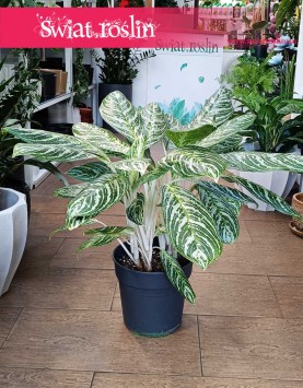 Aglaonema Madonna najlepsza jakość najlepsza cena online z dostawą, Aglonema Madonna