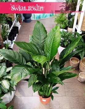 Skrzydłokwiat Sweet Lauretta do kupienia w Krakowie lub online z dostawą pod drzwi, Spathiphyllum Sweet Lauretta