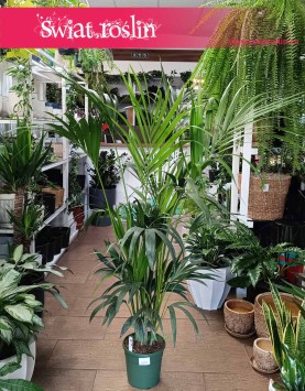 Duża Palma Kentia Howea Forsteriana , Wielka Palma Kencja Howea Fosteriana, sklep z Palmami w Krakowie