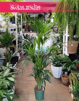 Duża Palma Kentia Howea Forsteriana , Wielka Palma Kencja Howea Fosteriana, sklep online z palmami