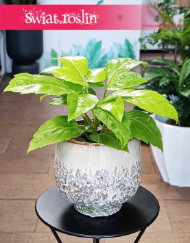 Schefflera Golden Amate, Szeflera Golden Amate, Schefflera Actinophylla, Szeflera Ostrolistna