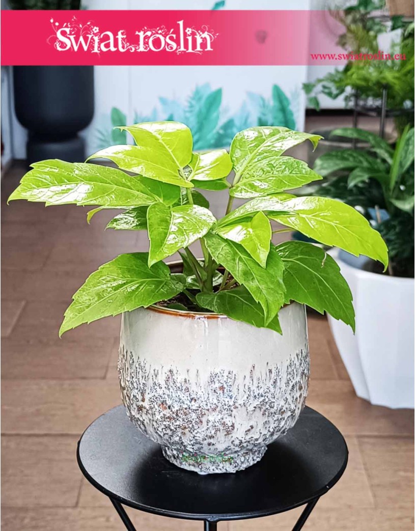 Schefflera Golden Amate, Szeflera Golden Amate, Schefflera Actinophylla, Szeflera Ostrolistna