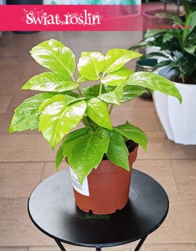 Schefflera Golden Amate, Szeflera Golden Amate do kupienia w sklepie internetowym online z dostawą