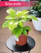 Schefflera Golden Amate, Szeflera Golden Amate do kupienia w sklepie internetowym online z dostawą