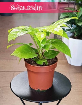 Schefflera Golden Amate, Szeflera Golden Amate do kupienia w Krakowie lub w sklepie internetowym Świat Roślin
