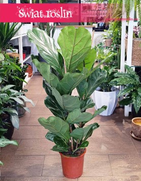 Fikus Lyrata, Figowiec Lirolistny, Ficus Lyrata