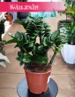 Zamiokulkas Zenzi najlepsza cena najlepsza jakość, Zamioculcas Zenzi