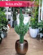 Euphorbia Erytrea, Wilczomlecz Erytrea