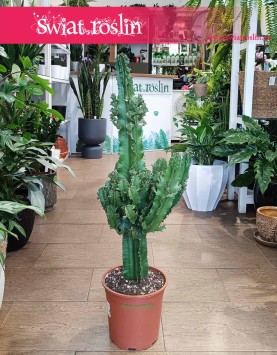 Wilczomlecz Erytrea kaktus do kupienia w Krakowie lub z dostawą pod drzwi, Euphorbia Erytrea