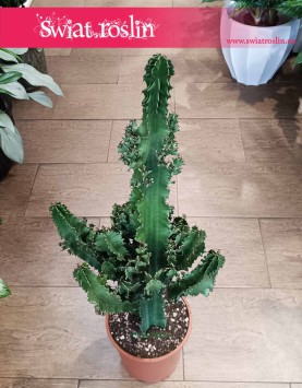 Wilczomlecz Erytrea, Euphorbia Erytrea roslina doniczkowa do wspaniałego wnętrza do kupienia z dostawą