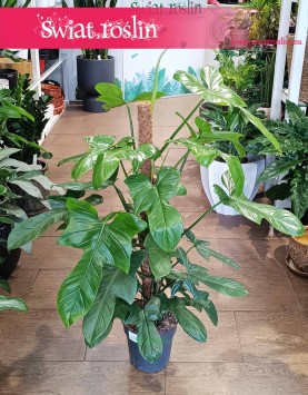 Filodendron Silver Violin najlepsza jakość najlepsza cena kup z dostawą online, Philodendron Silver Violin