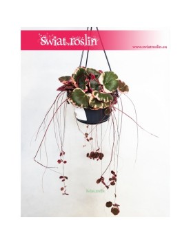 Saxifraga Stolonifera Tricolor, Skalnica Rozłogowa, Stolonifera Tricolor, Saxifraga Tricolor 2