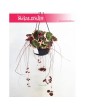 Saxifraga Stolonifera Tricolor, Skalnica Rozłogowa, Stolonifera Tricolor, Saxifraga Tricolor 2
