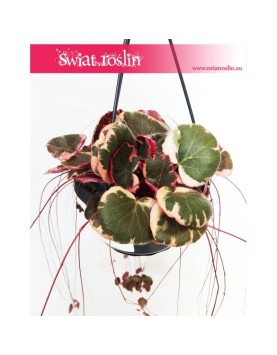 Saxifraga Stolonifera Tricolor, Skalnica Rozłogowa, Stolonifera Tricolor, Saxifraga Tricolor 3