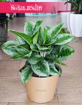 Aglonema Lemon Mint, Aglaonema Lemon Mint