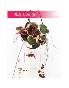 Saxifraga Stolonifera Tricolor, Skalnica Rozłogowa, Stolonifera Tricolor, Saxifraga Tricolor 4