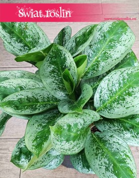 Aglonema Lemon Mint do kupienia online z dostawą, Aglaonema Lemon Mint